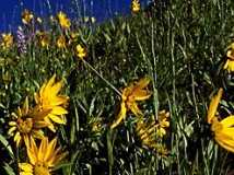 hill001_11x3.jpg