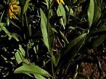 hill001_13x3.jpg